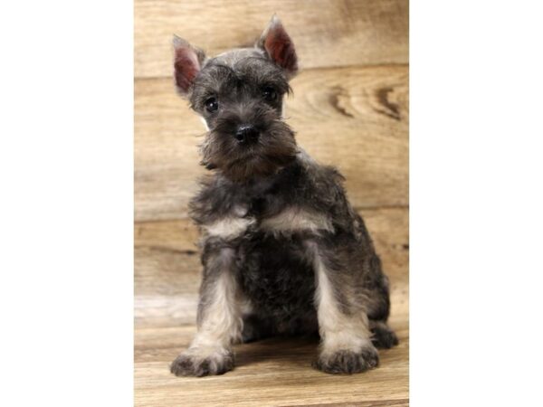 Miniature Schnauzer DOG Male Salt / Pepper 1611 Petland Florence, Kentucky