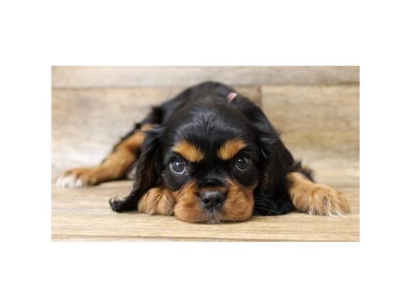 Cavalier King Charles Spaniel-DOG-Female-Black / Tan-1612-Petland Florence, Kentucky