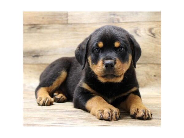 Rottweiler-DOG-Female-Black / Mahogany-1613-Petland Florence, Kentucky