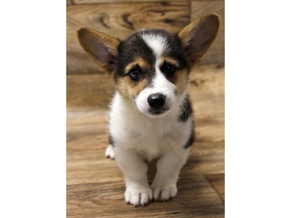 Pembroke Welsh Corgi-DOG-Male-Black / Tan-1614-Petland Florence, Kentucky