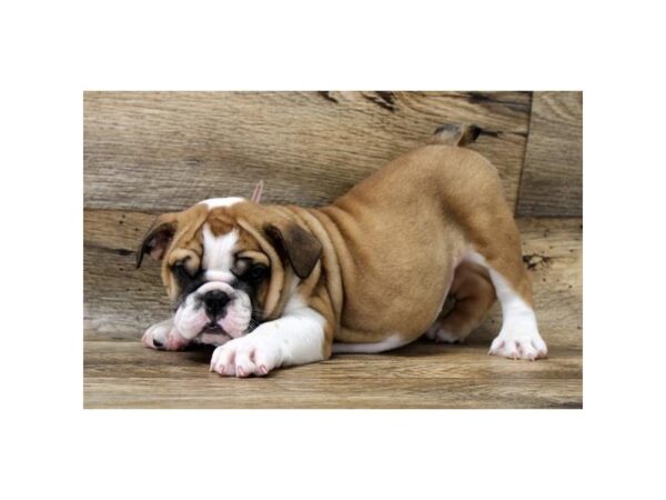 Bulldog DOG Female Red / White 1615 Petland Florence, Kentucky