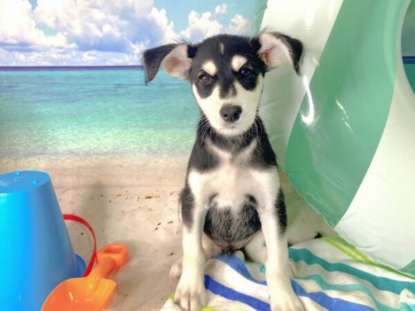 Huskipoo-DOG-Male-Black & White-1616-Petland Florence, Kentucky