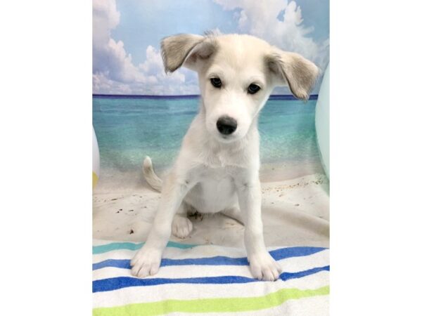 Huskipoo DOG Female White 1617 Petland Florence, Kentucky