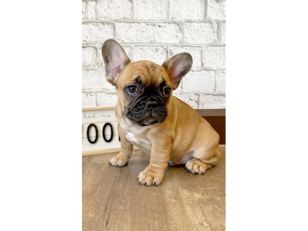 French Bulldog-DOG-Male-Fawn-1618-Petland Florence, Kentucky