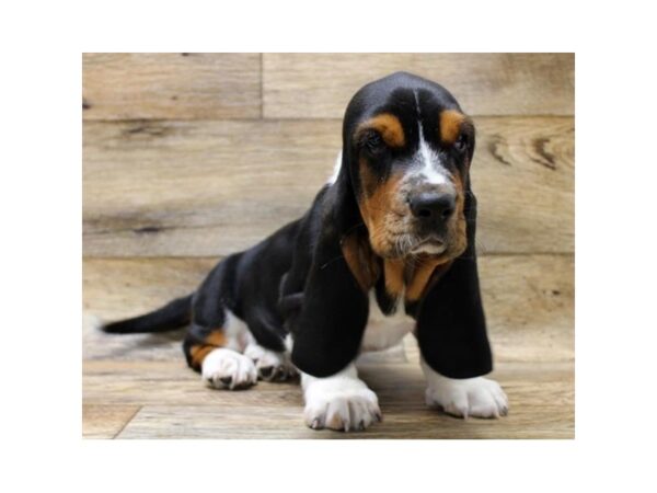 Basset Hound-DOG-Male-Black Tan / White-1629-Petland Florence, Kentucky