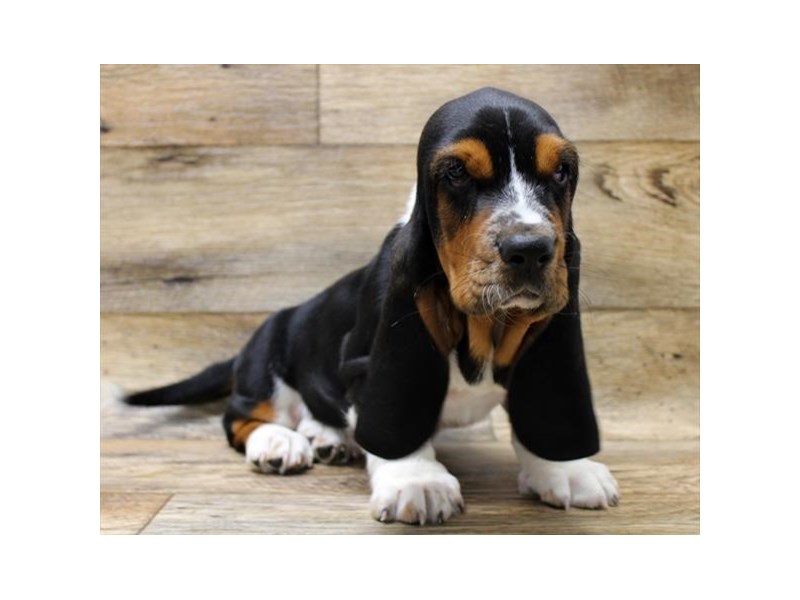 Black and tan online basset hound puppies