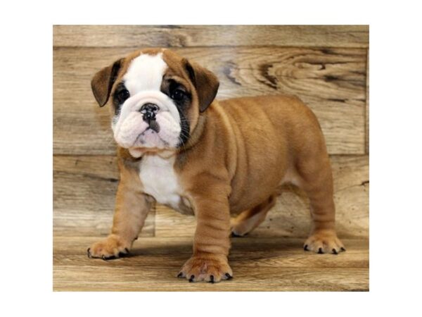 Bulldog DOG Male Red / White 1620 Petland Florence, Kentucky