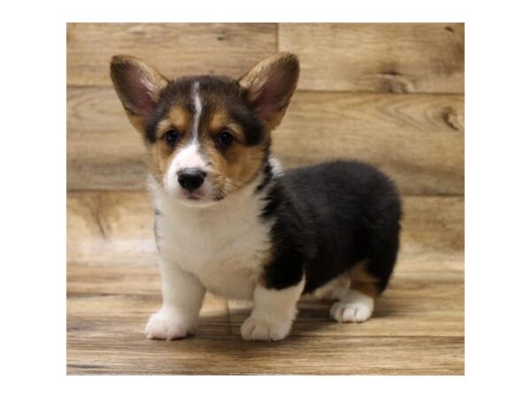 Pembroke Welsh Corgi DOG Male Black White / Tan 1621 Petland Florence, Kentucky