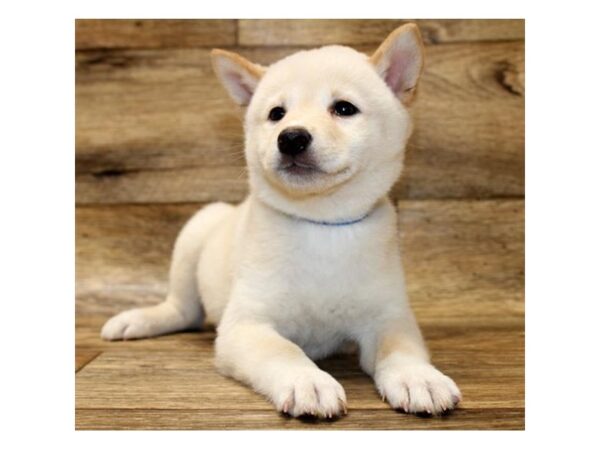 Shiba Inu-DOG-Female-Cream-1622-Petland Florence, Kentucky