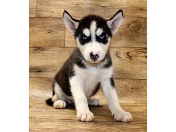 Siberian Husky DOG Male Black / White 1623 Petland Florence, Kentucky