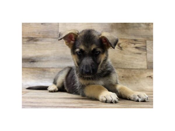German Shepherd Dog-DOG-Female-Black / Tan-1625-Petland Florence, Kentucky