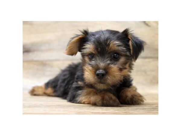 Silky Terrier DOG Male Black / Tan 1626 Petland Florence, Kentucky