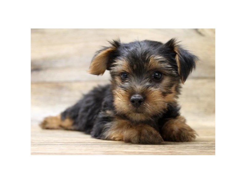 Black and tan terrier hot sale dogs