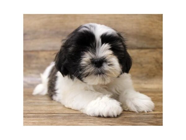 Lhasa Apso-DOG-Female-Grizzle-1627-Petland Florence, Kentucky