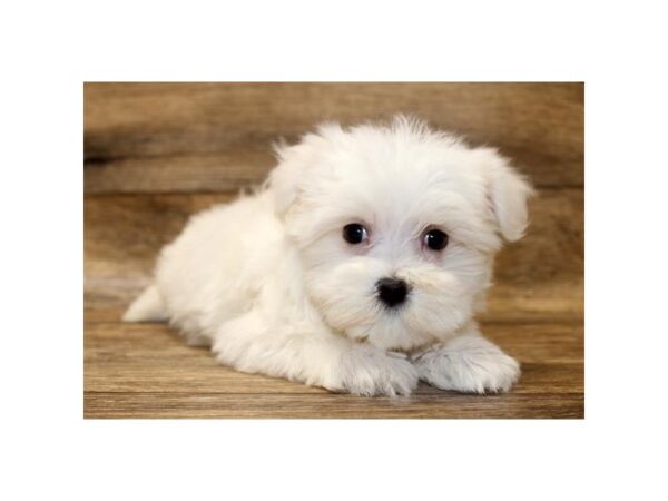 Maltese DOG Male White 1628 Petland Florence, Kentucky