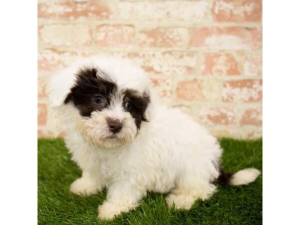 Teddy Bear DOG Male Brindle / White 1638 Petland Florence, Kentucky