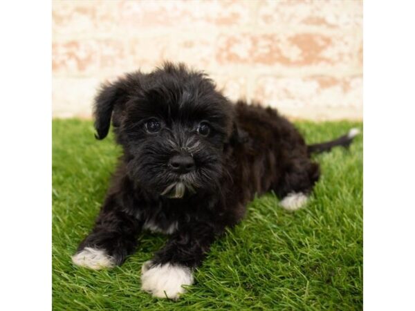 Yochon-DOG-Female-Black / White-1630-Petland Florence, Kentucky