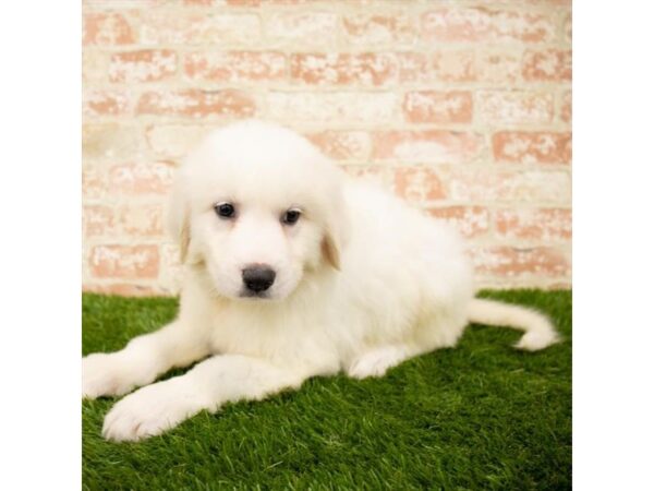 Great Pyrenees DOG Female White 1632 Petland Florence, Kentucky