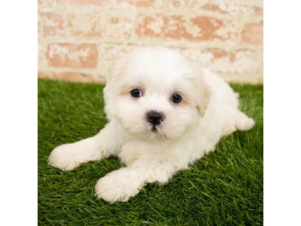 Teddy Bear-DOG-Male-Cream-1633-Petland Florence, Kentucky