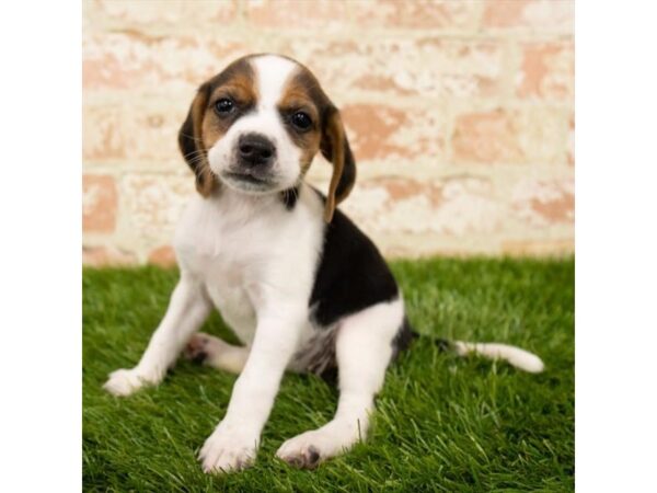 Beagle DOG Female Black White / Tan 1634 Petland Florence, Kentucky