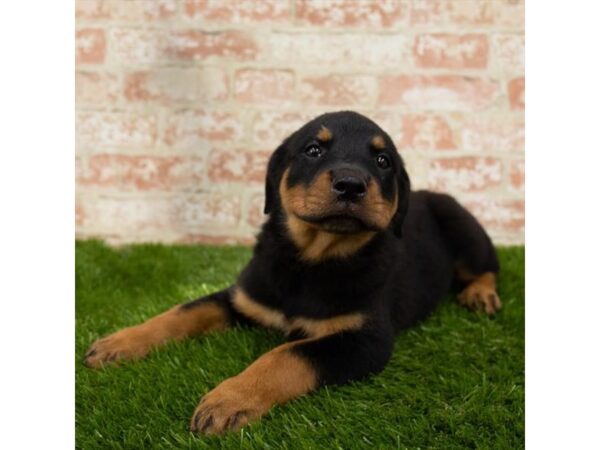 Rottweiler DOG Female Black / Rust 1635 Petland Florence, Kentucky