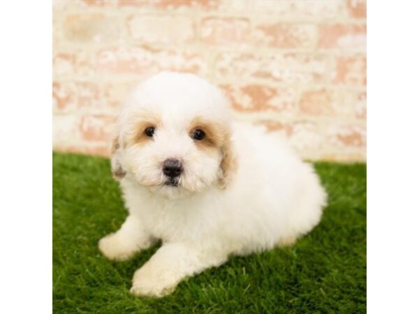 Poodle-DOG-Male-Apricot-1637-Petland Florence, Kentucky