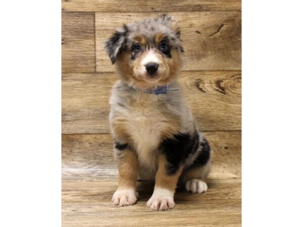 Miniature Australian Shepherd DOG Female Blue Merle 1648 Petland Florence, Kentucky