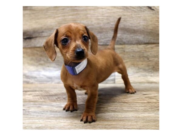 Dachshund DOG Female Red 1647 Petland Florence, Kentucky