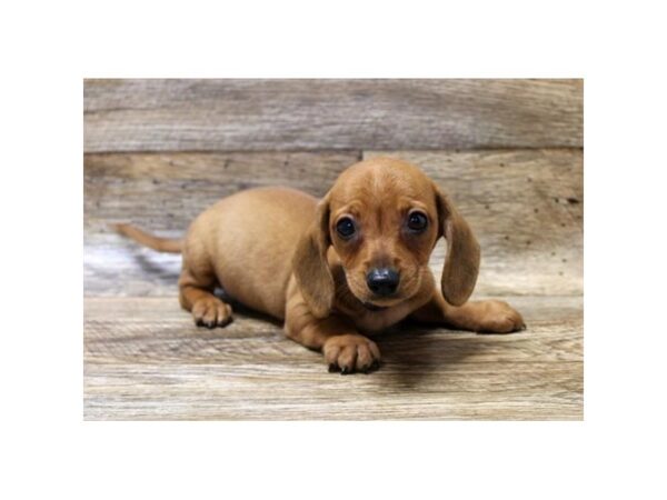 Dachshund-DOG-Male-Red-1646-Petland Florence, Kentucky
