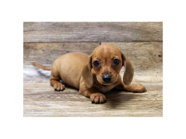 Dachshund DOG Male Red 1646 Petland Florence, Kentucky