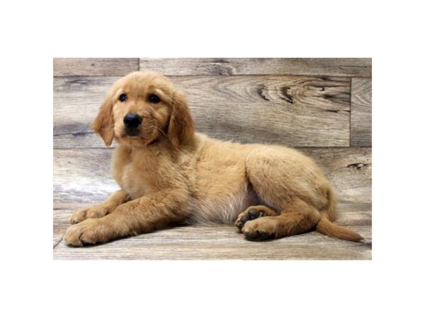 Golden Retriever DOG Female Golden 1645 Petland Florence, Kentucky