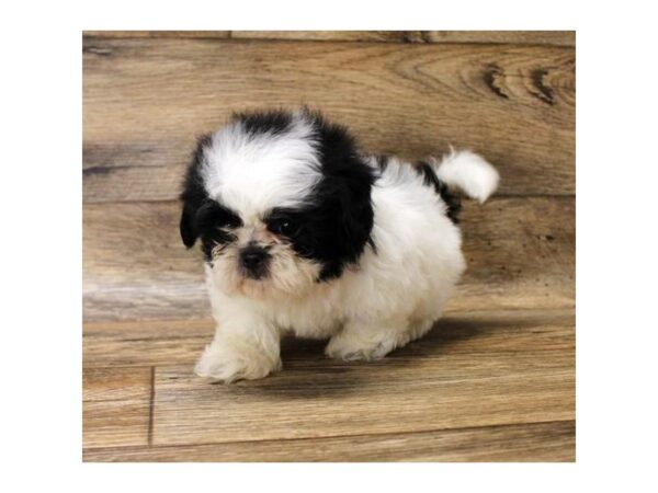 Shih Tzu DOG Male Black / White 1644 Petland Florence, Kentucky