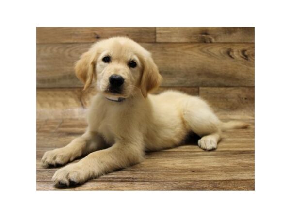 Golden Retriever-DOG-Female-Golden-1639-Petland Florence, Kentucky