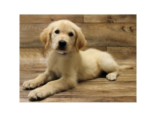 Golden Retriever DOG Female Golden 1639 Petland Florence, Kentucky