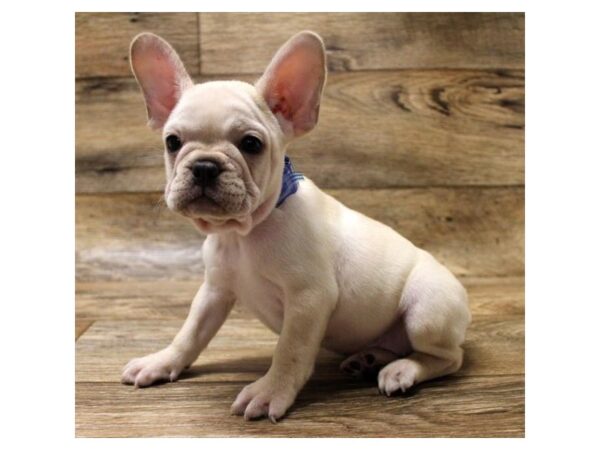 French Bulldog DOG Female Cream 1640 Petland Florence, Kentucky