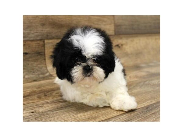 Shih Tzu DOG Male Black / White 1641 Petland Florence, Kentucky