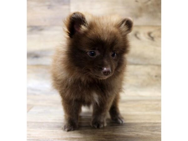 Pomeranian DOG Female Chocolate Sable 1642 Petland Florence, Kentucky