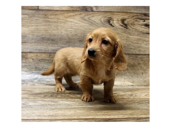 Dachshund DOG Female Red 1643 Petland Florence, Kentucky