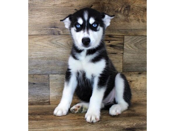 Siberian Husky DOG Female Black / White 1653 Petland Florence, Kentucky