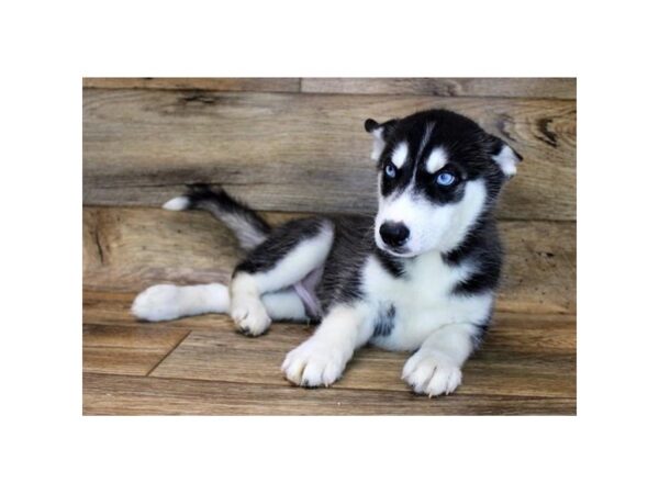 Siberian Husky DOG Female Black / White 1649 Petland Florence, Kentucky