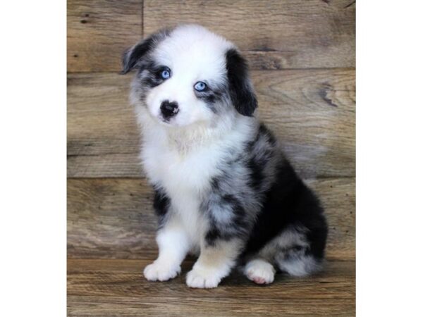 Miniature Australian Shepherd DOG Male Blue Merle 1650 Petland Florence, Kentucky