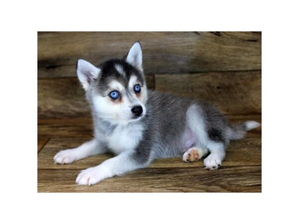 Alaskan Klee Kai-DOG-Male-Gray / White-1651-Petland Florence, Kentucky