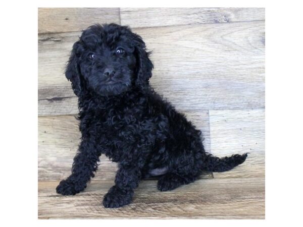 Goldendoodle Mini 2nd Gen DOG Male Black 1652 Petland Florence, Kentucky