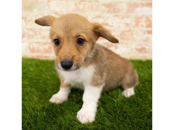 Pembroke Welsh Corgi DOG Female Red / White 1654 Petland Florence, Kentucky