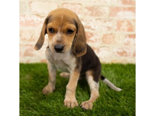 Beagle DOG Male Black / Tan 1655 Petland Florence, Kentucky