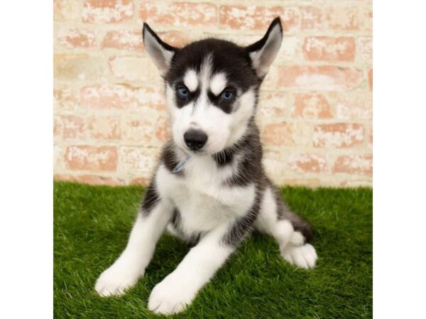 Siberian Husky DOG Female Black / White 1656 Petland Florence, Kentucky