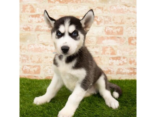 Siberian Husky DOG Male Black / White 1657 Petland Florence, Kentucky