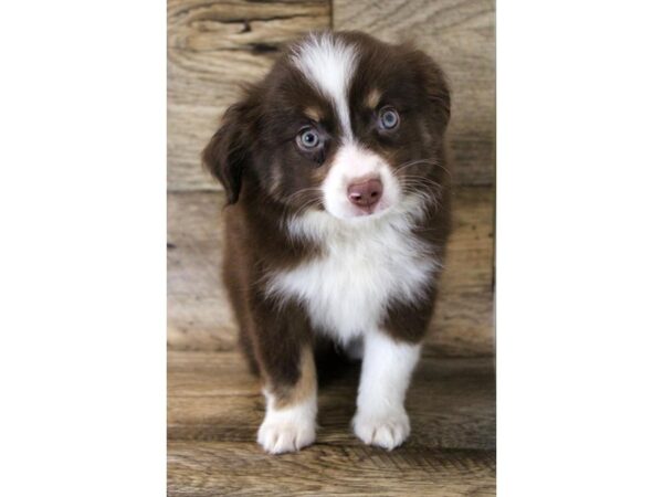 Miniature Australian Shepherd DOG Male Red 1658 Petland Florence, Kentucky