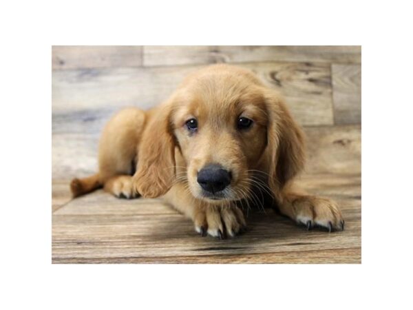 Golden Retriever-DOG-Male-Golden-1659-Petland Florence, Kentucky