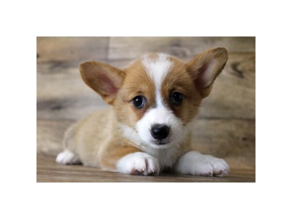 Pembroke Welsh Corgi DOG Female Sable / White 1660 Petland Florence, Kentucky